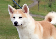 秋田犬可以养吗(适不适合家养)