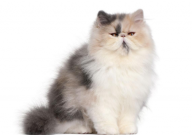 波斯猫有哪些品种(名字)