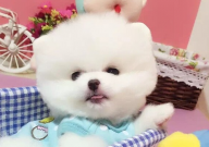 茶杯犬适合什么人养(养殖)