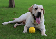 拉布拉多吃什么长得快(又壮)