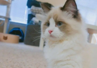 猫需要控制猫粮吗（为什么）