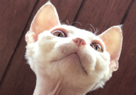 德文卷毛猫能长多大(一般)