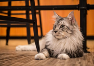 缅因猫眼睛有几种颜色（有蓝眼睛的吗）