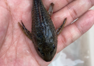 清道夫不能吃吗（有没有营养）