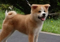 秋田犬会掉毛吗(为什么)