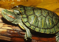 巴西龟多久成年（需要多久）