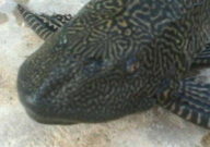 鱼缸放清道夫好不好(作用大不大)