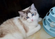布偶猫双色是什么意思(指什么)