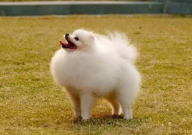 博美犬可以吃红薯吗(怎么喂)