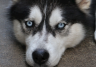 哈士奇能吃生肉吗（为什么）