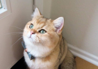 好看的宠物猫品种(有哪些)