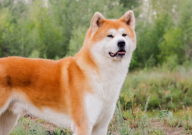 田园犬和秋田犬的区别(是什么)