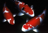 养锦鲤要多大的缸(适合)