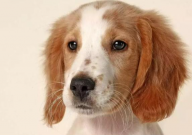 小猎犬是名犬吗(优点和缺点)