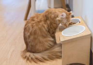 猫饭和猫粮哪个好(区别)