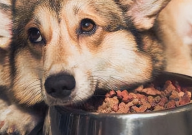 赛犬先锋狗粮怎么样(好吃吗)