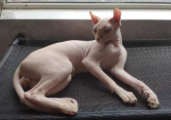 无毛猫吃什么猫粮（怎么挑选）