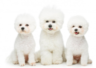 比熊幼犬狗粮推荐（如何挑选）
