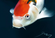 锦鲤属于冷水鱼吗(为什么)