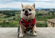 怀孕养狗对胎儿有什么影响(有危害吗)