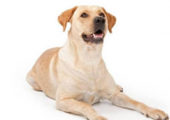 拉布拉多晚上怕黑吗(为什么)