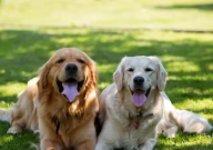 金毛好养还是拉布拉多好养(家里)