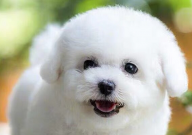 比熊能吃面条吗(怎么吃)