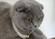 折耳猫要补钙吗(为什么)