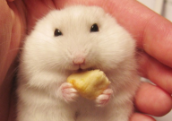 仓鼠能不能吃绿豆(可以吃吗)