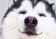 哈士奇挑食吗（怎么办）