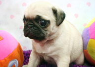 巴哥犬体味太重怎么办(怎么解决)