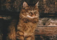 缅因猫有什么特点(特征)