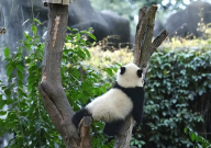 蜂花终身认养了一只大熊猫（需多少钱）