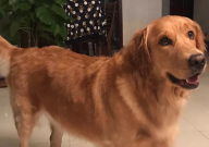 金毛流黄鼻涕怎么回事(怎么办)