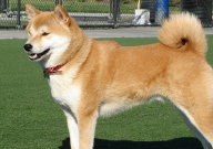 柴犬和秋田哪个适合家养(比较好)