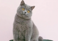 哪种宠物猫好养又便宜(穷人养的10种猫)