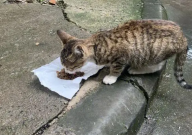 流浪猫被喂食物后带孩子找上门(特殊的信任)