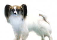 蝴蝶犬为什么喜欢咬主人(怎么办)