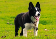 养宠物狗要注意什么(细节)