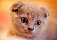 折耳猫性格（温顺吗）