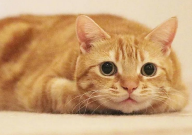 便宜的宠物猫有哪些（品种）