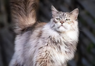 缅因猫毛短怎么回事（是什么品种）