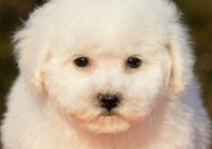 比熊狗狗发抖是什么原因(造成的)