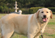 拉布拉多能看门吗（适合看家吗）