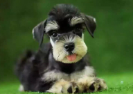 纯黑雪纳瑞是纯种吗(值钱吗)