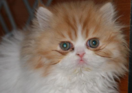 波斯猫有什么特点(特征)