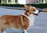 宠物犬养殖赚钱吗(前景利润)