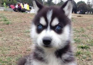 哈士奇能当土狗养吗（能活吗）