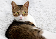 猫咪吐黄水和猫粮是怎么回事(怎么办)