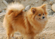 博美犬耳朵毛变黄是什么原因(为什么)